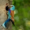 Mandelik hajni - Coracias garrulus - European Roller 8536